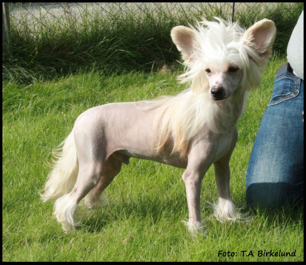 De La Mahafu's Love Angels Genesis