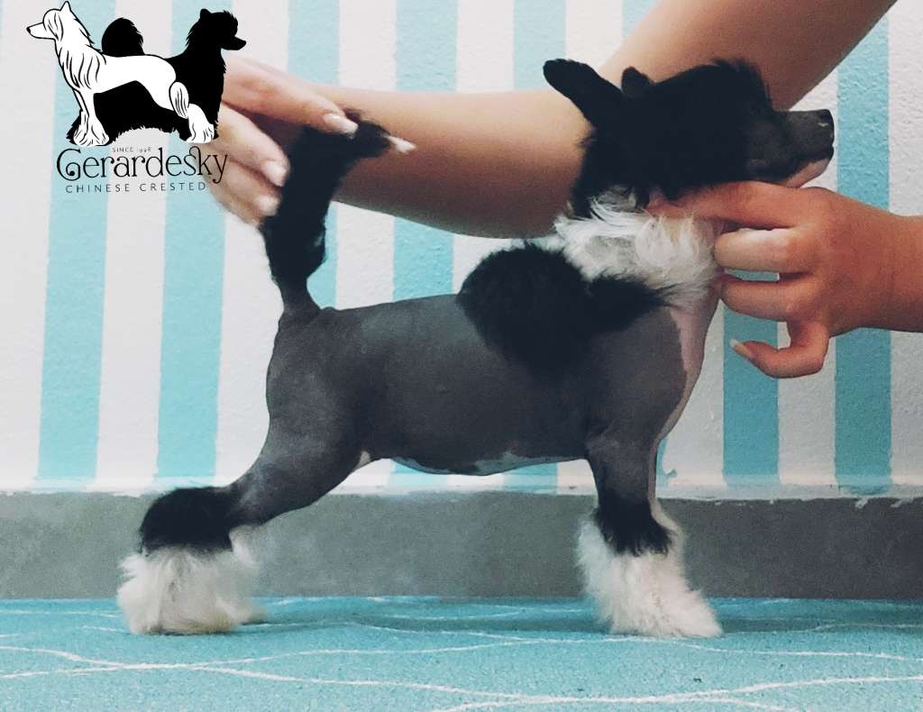 Femme Fatale Gerardesky