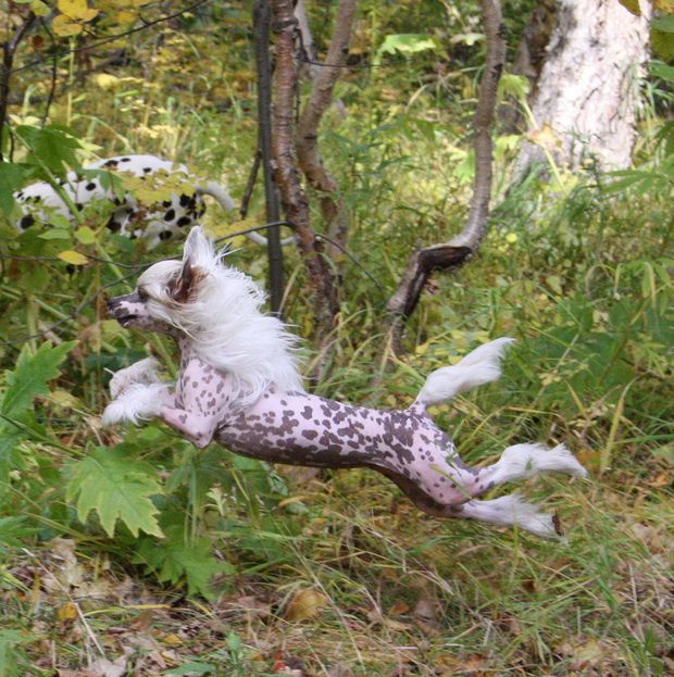 My Vanity Fair Martinique