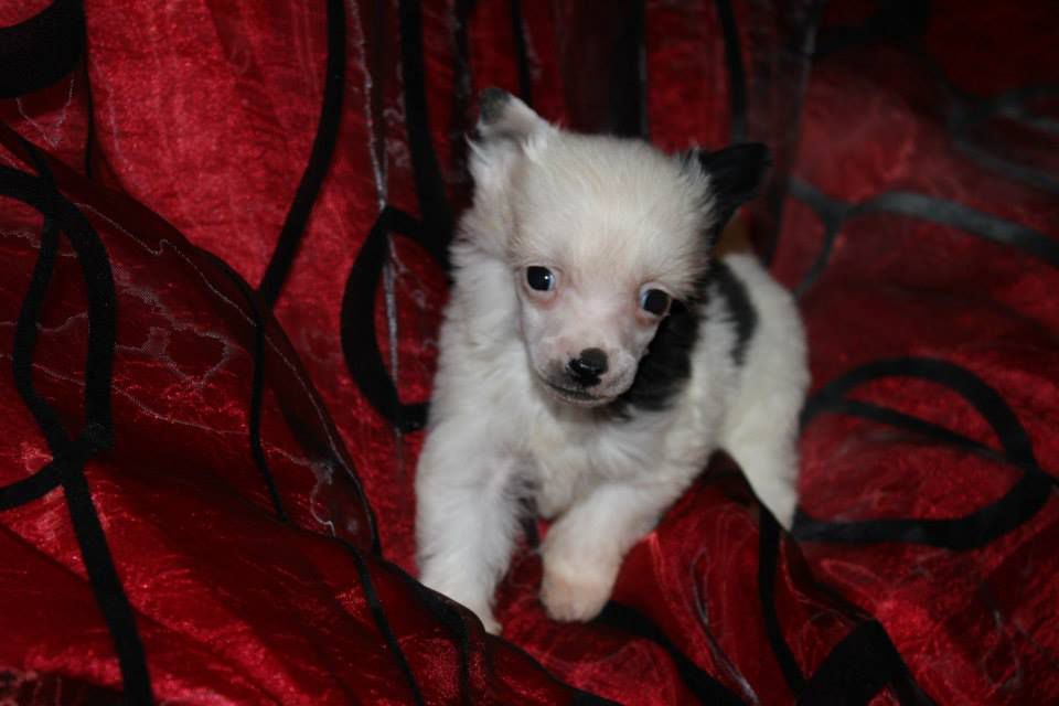 Goku de L'Essence de Mon Tout