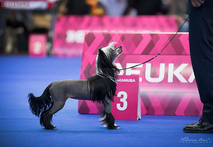 Multi JrCh. Gracia at Yam Mey z Jasne hvezdy