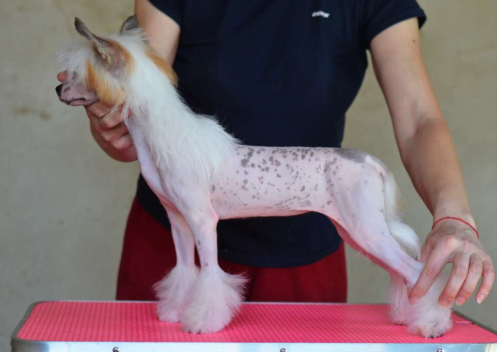 Alinburg Ornella dlya Sozvezdiya Khana