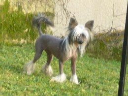 Crestars Crazy Bout the Prezident