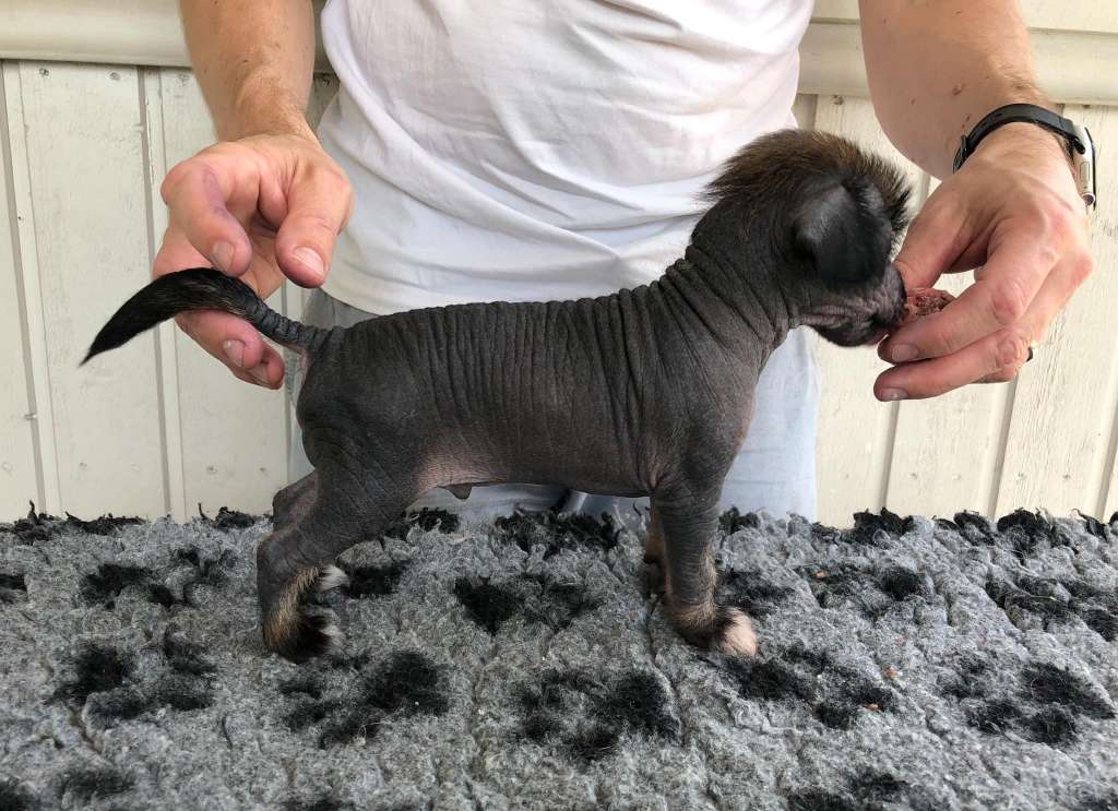 Arte Figure Ok Boomer