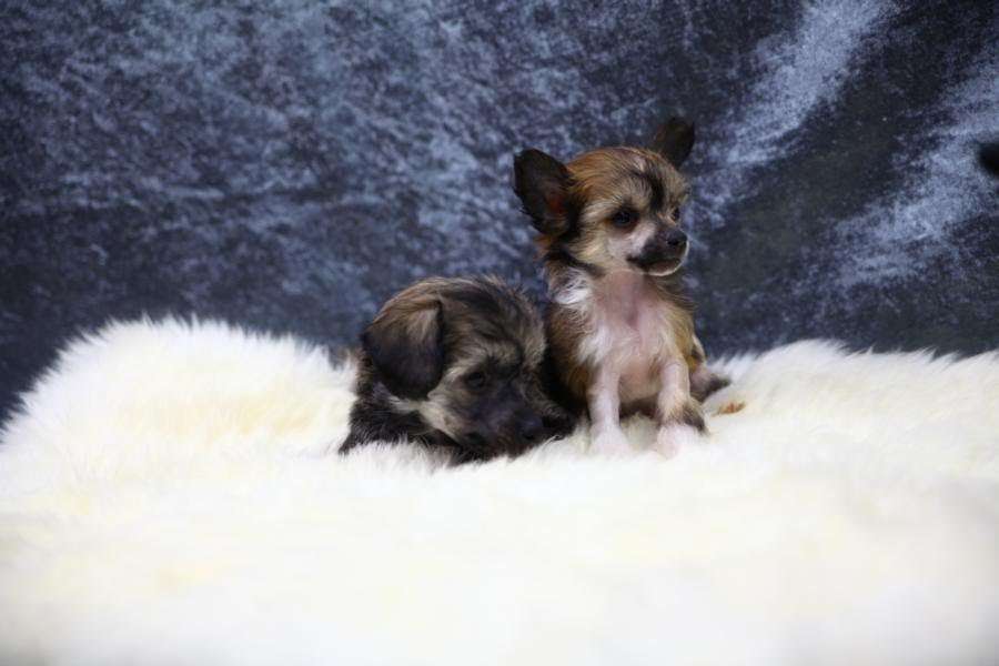 Extra Small von Natelberg