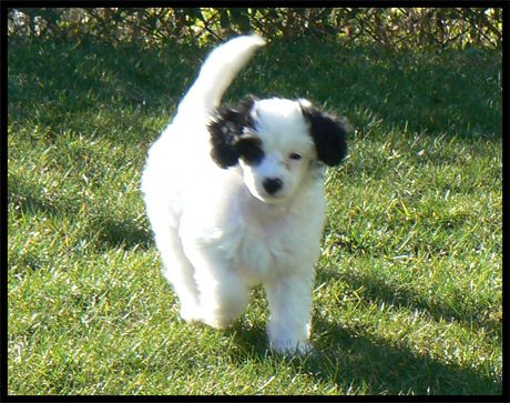 Crestnspots Black White n'chic