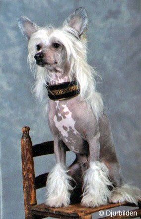 Bed'ykins Ziggy Stardust