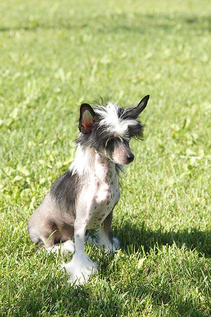 Ksolo Club Sherbet Berry