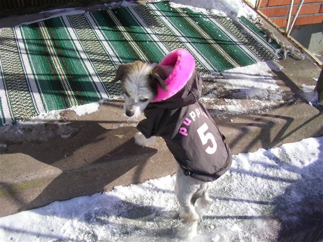 Spirit of Mantra's Qnubbis