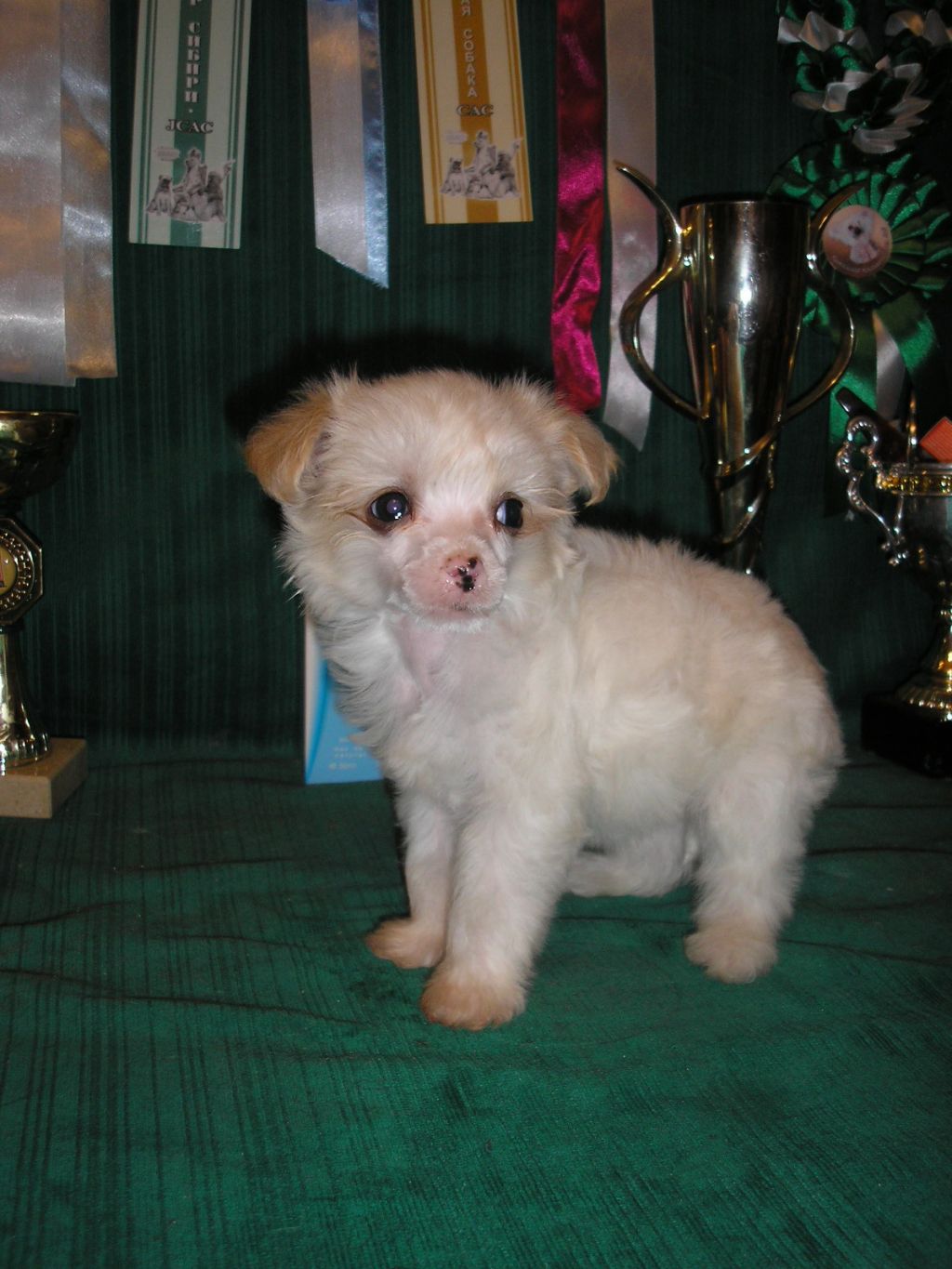 Tesey s Tushinskogo Doma