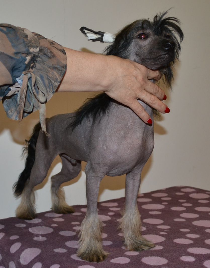 GOLLEND Ispolnitel Zhelanii