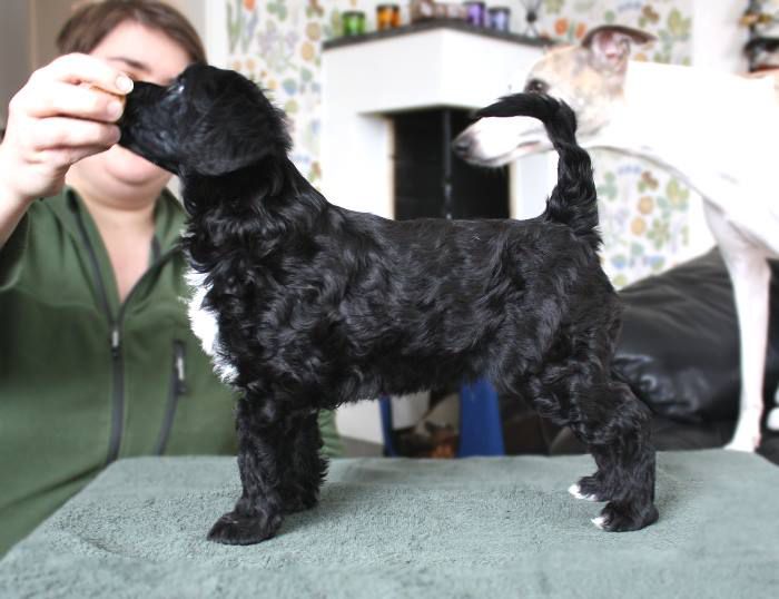 Amelion's Silver Dollar