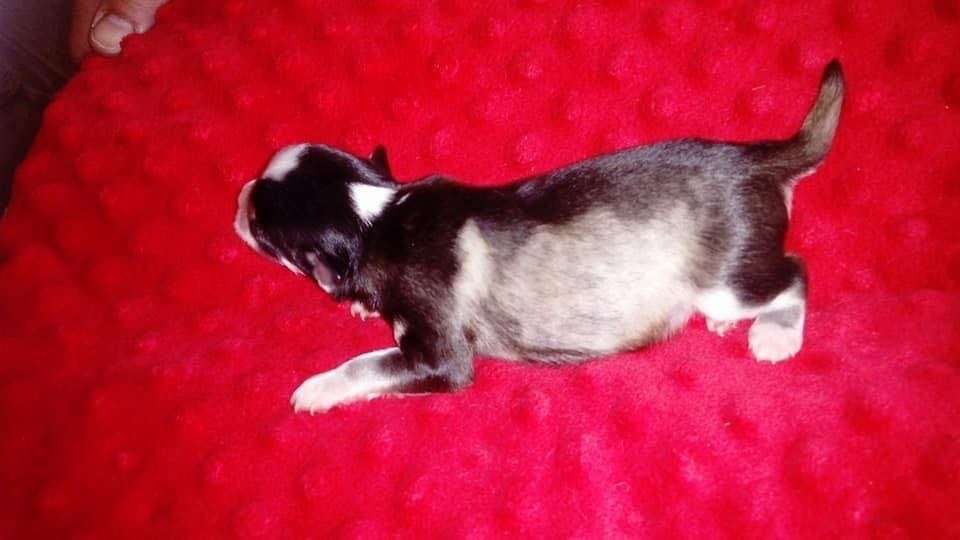 Cadiliana King Of Dreams