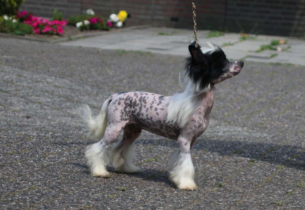 Brilliant Dancer Diamond Place