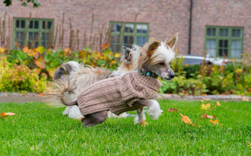 Call me Cowboy av Sterke Pota