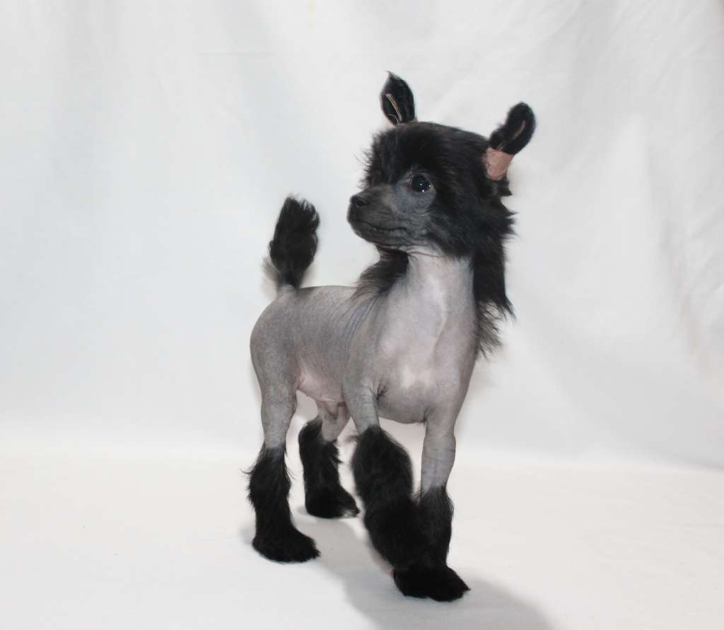 Charuyuschiy Soblazn Shining all life