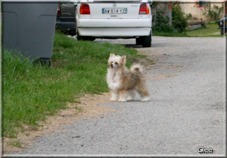 Buddy Doggz Star Glee