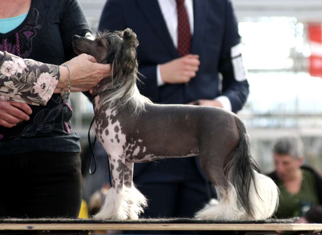 Lilla Wanillas Checkmate