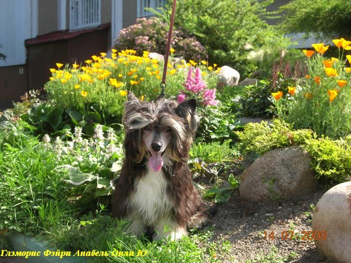 Glamorous Fairy Anabel Only You