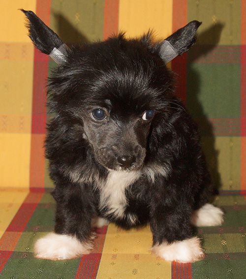 Charuyuschiy Soblazn N...