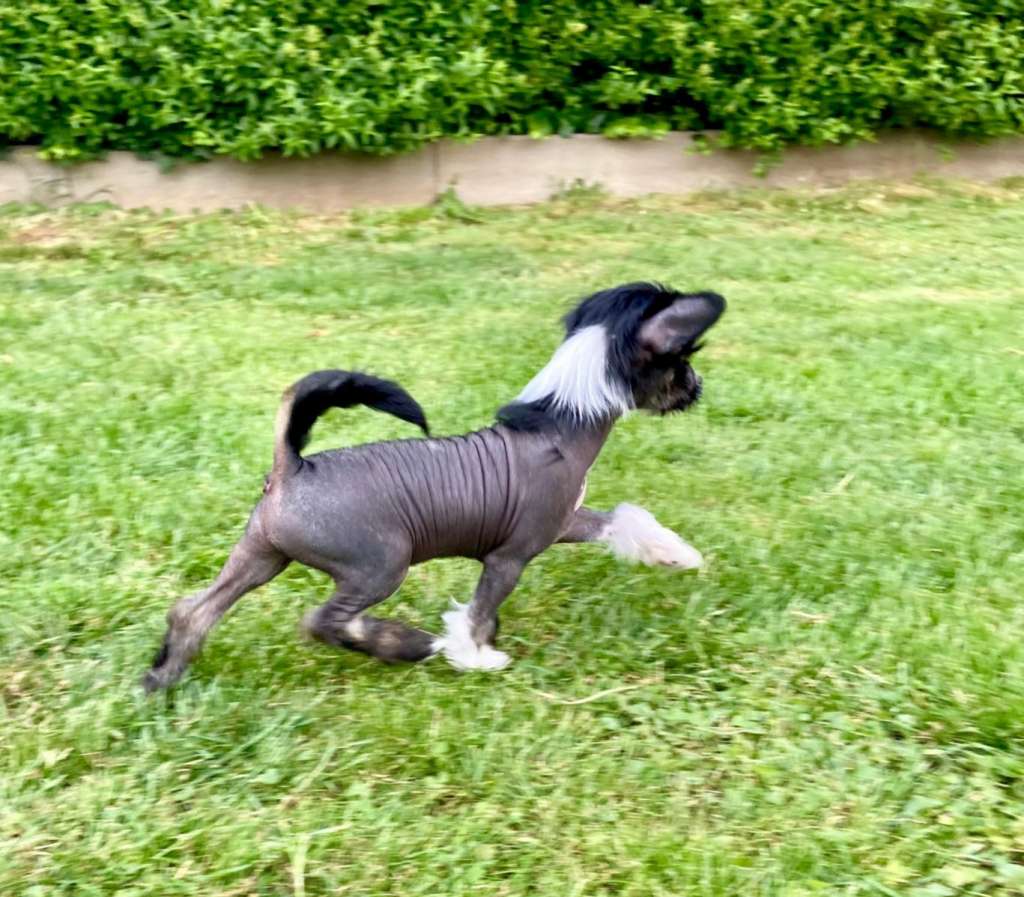 Crazy Cresteds Mahoney CyRa