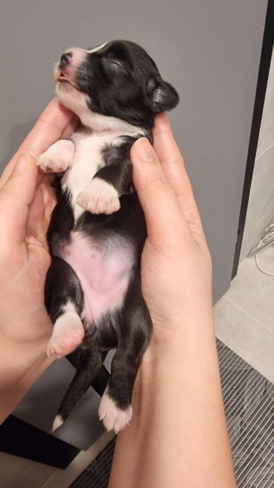 Black Puma By Grakstuole