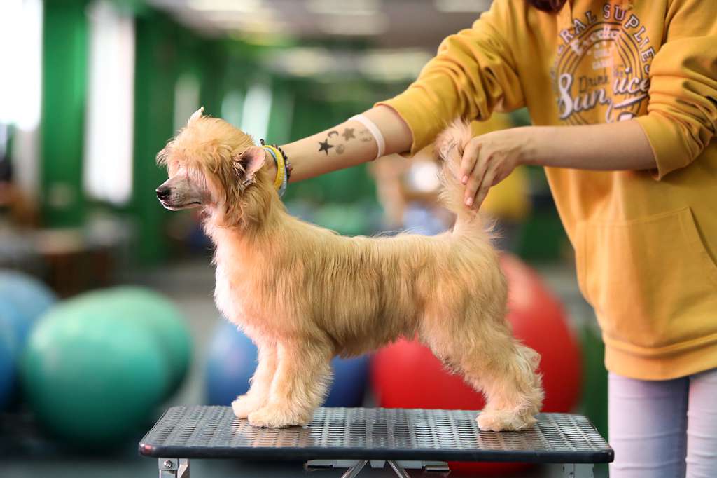 Incanto Del Mondo Forget-Me-Not