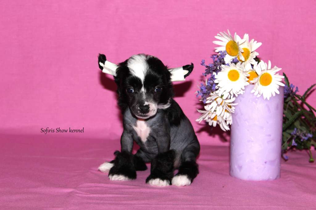 Sofiris Show Touch Of Magic