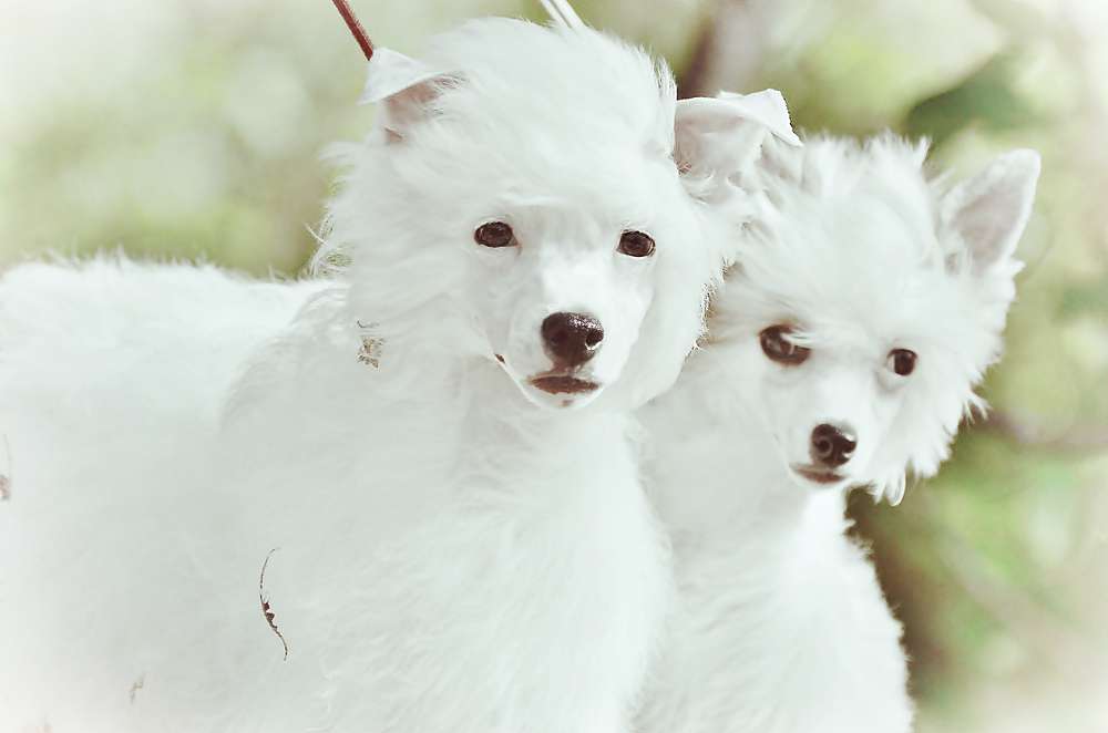 Elance Louange  Chance