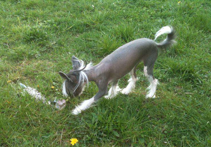 A Lovely Girl from Lowland Castles