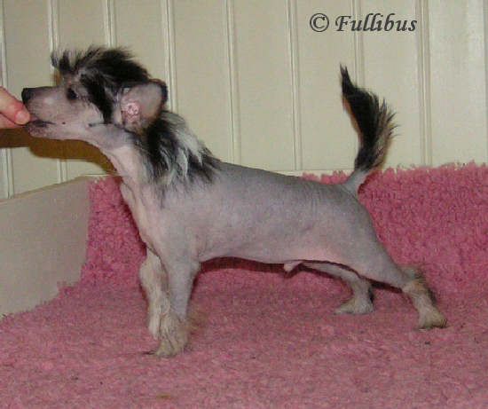 Fullibus Van Gils Basic Instinct