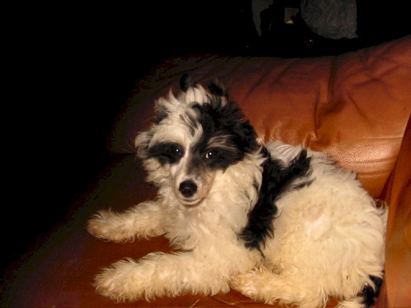 Cuckoo Town's Footloose