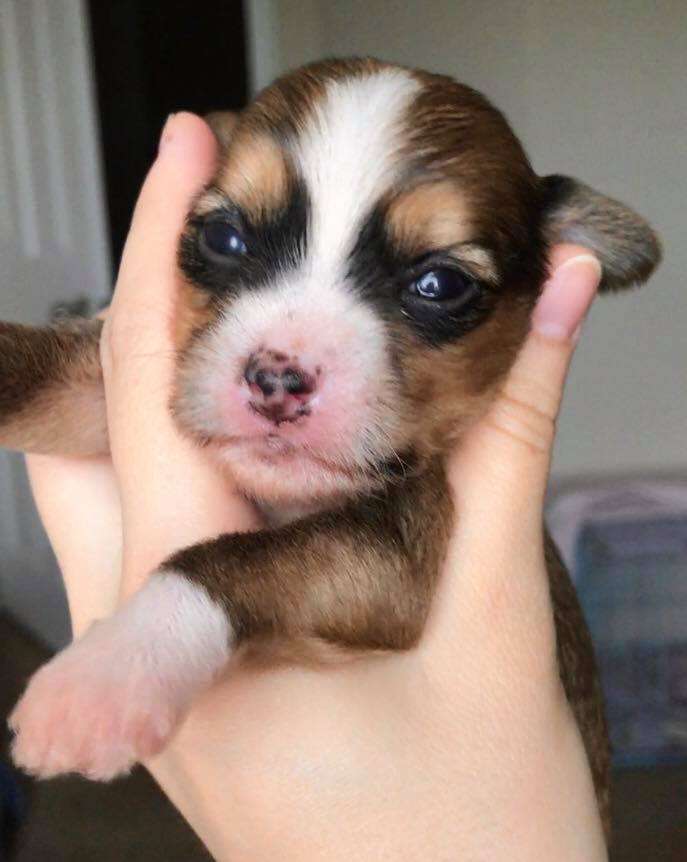 Gracieux Light Up The World