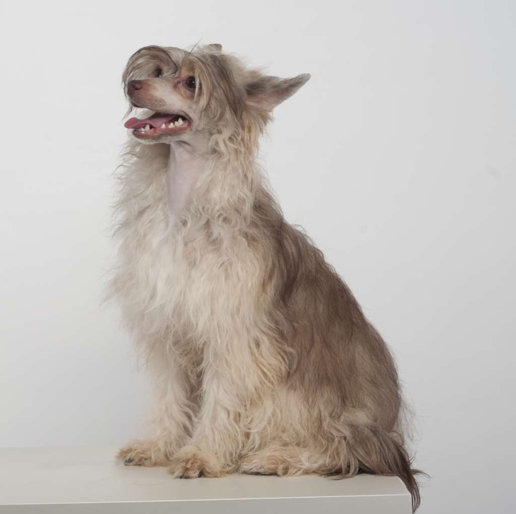 Muso Grazioso Rufina my Fluffy Happiness