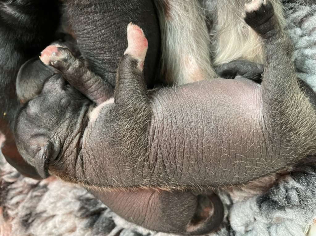 Hottie Tots Jazz the Bass player