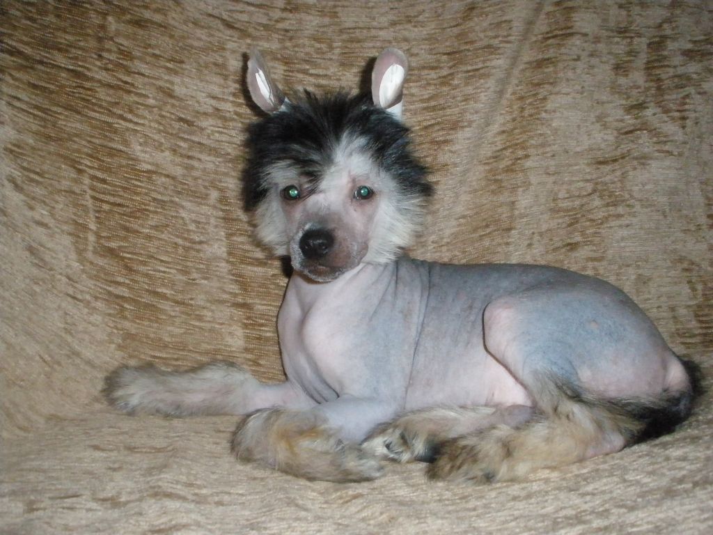 Paradiz Goodnight Kiss Zingall Roz 