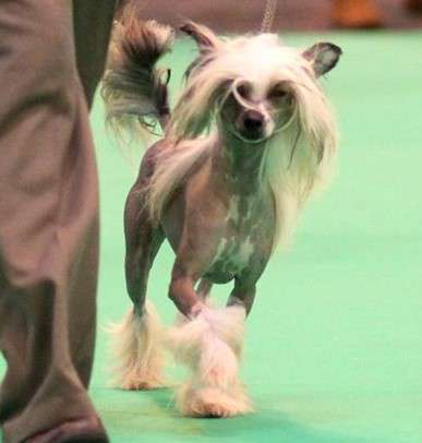 Scherzando Xathaneal 1 RCC