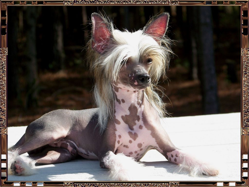 Baldpark's Ain't No Jinxx On Me