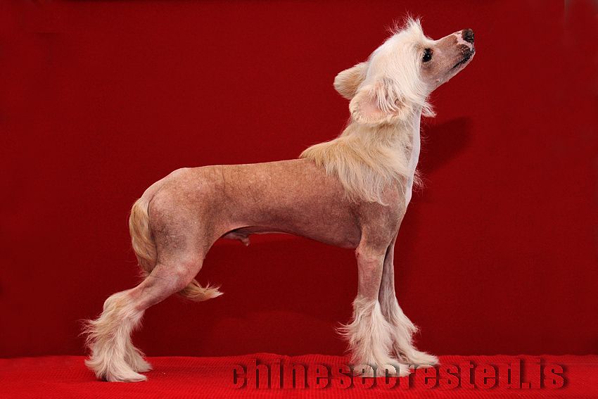 Practical Hero Junior Bond