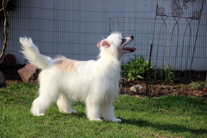 Solino's Samy Deluxe