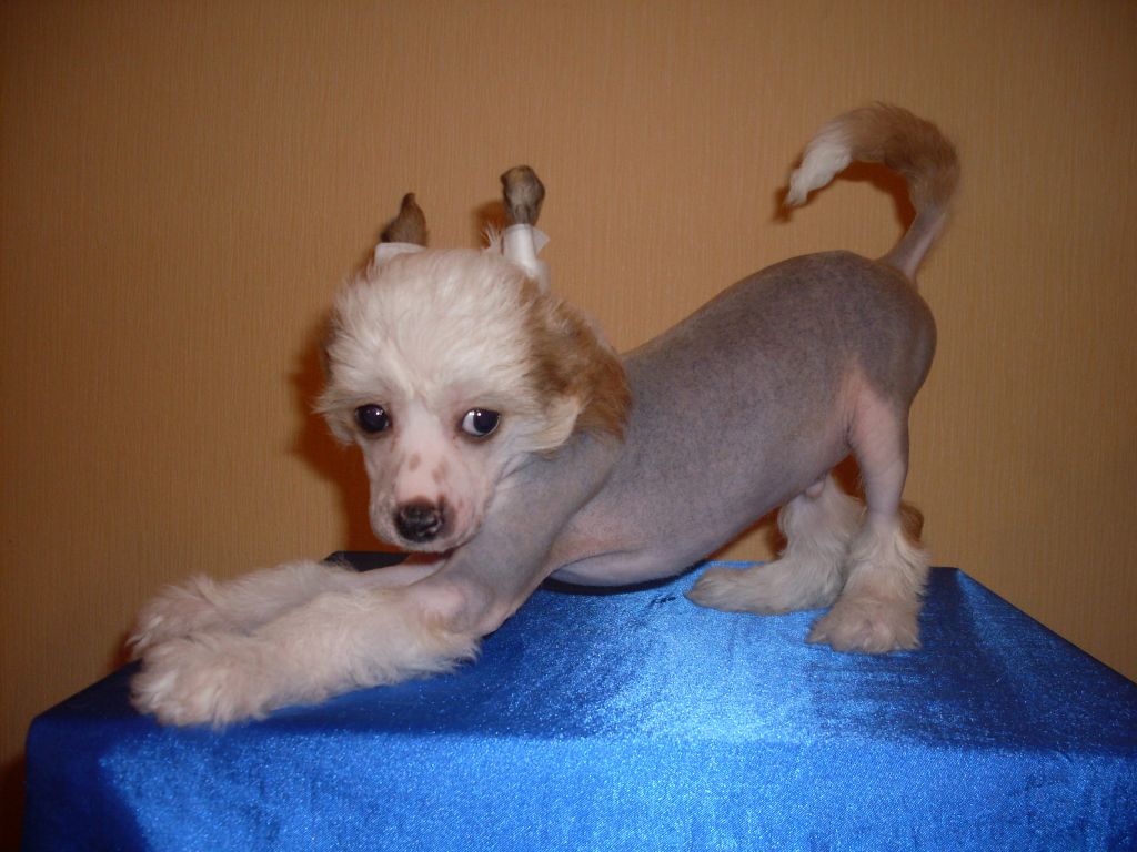 Emilio-Graf Gold Anet