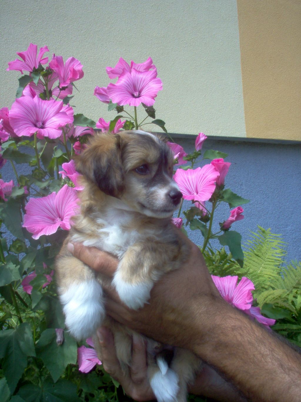 Pascal Kalis z Treste