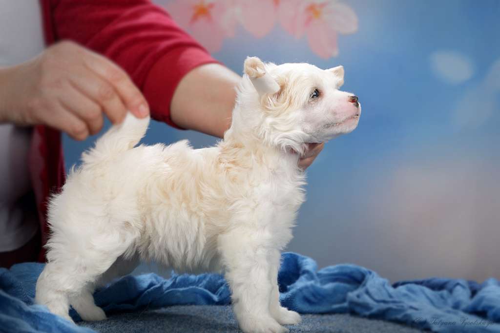 Style Bravo Charleston