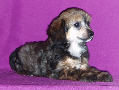 True Magnifisen Never Say Never