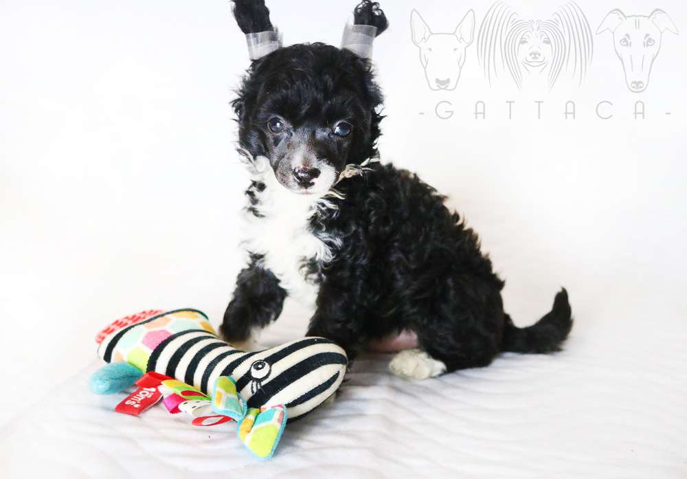 Johnnie Walker Gattaca