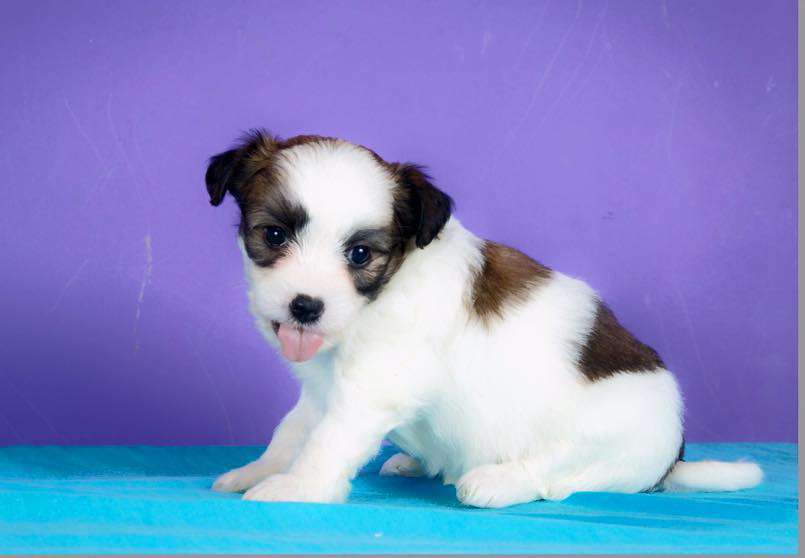 Pequin Mirrage Judith