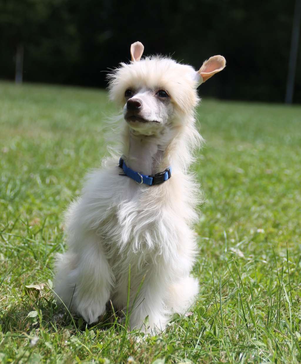 Agatha vom Blühmchen