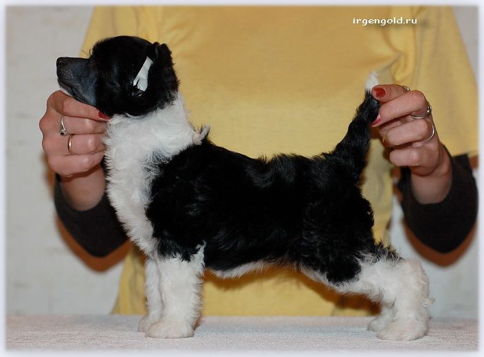 Irgen Gold Carolina Herrera