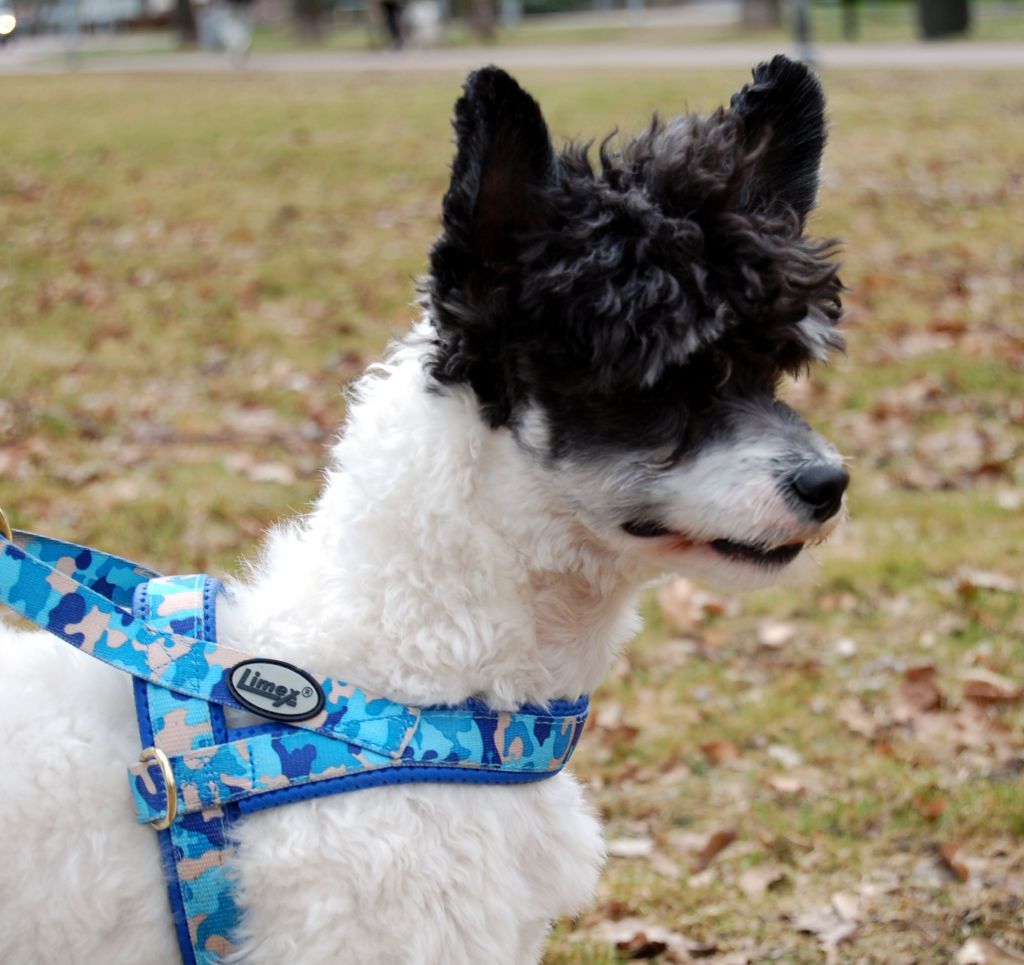 Mhalhi's Gringo Is My Name