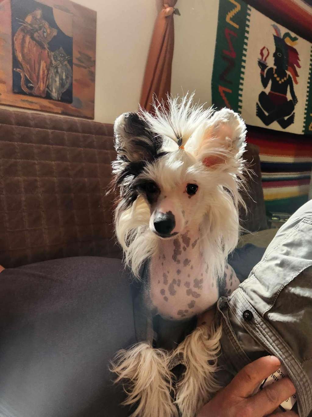 Golden Deer Hüpnosz